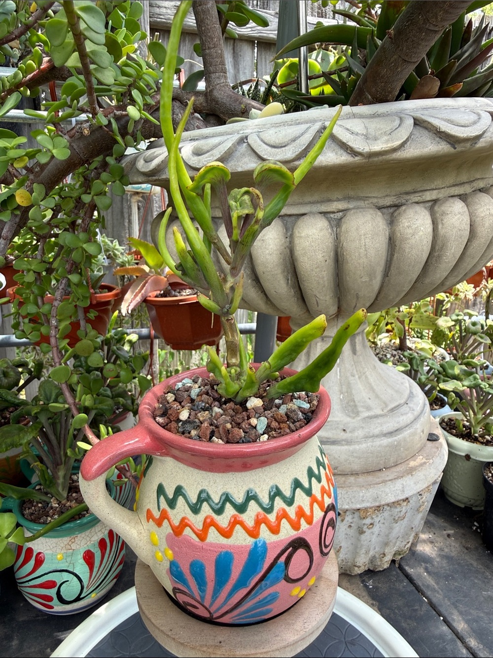 Extremely Rare & Exotic Live Succulent Plant in pot “Kalanchoe Angel Trumpet”